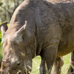 Great Rhino слот стратегия победы для чемпионов игрового мастерства