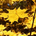 Wild West Gold Megaways спортивная стратегия чемпионского мышления