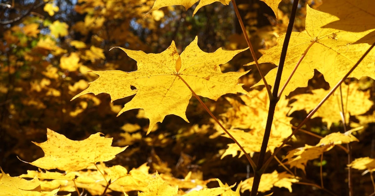 Wild West Gold Megaways спортивная стратегия чемпионского мышления