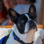 Профессиональный подход к программам лояльности казино без депозита